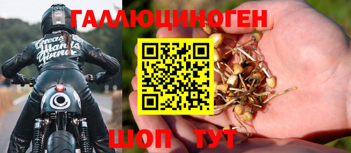 Псилоцибиновые грибы Cubensis  Славгород  Галлюциногенные грибы Psilocybe 